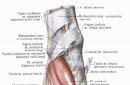 क्वाड्रेटस प्लांटारिस पैर के पृष्ठ भाग की मांसपेशियाँ