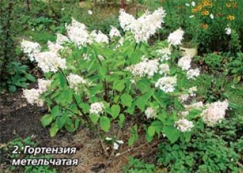 Kaip išsaugoti hortenzijas žiemą: žydinčio sodo magijos paslaptys